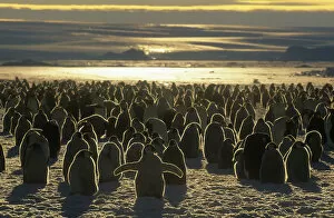 Aptenodytes Forsteri Gallery: Emperor penguin (Aptenodytes forsteri) colony chicks and adults, Australian Antarctic