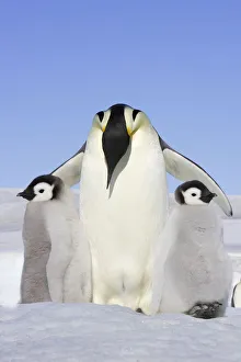 Emperor penguin (Aptenodytes forsteri), adult with two chicks, Snow Hill Island