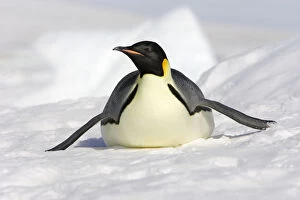 Antarctic Peninsula Gallery: Emperor penguin (Aptenodytes forsteri), tobogganing, Snow Hill Island, Antarctic