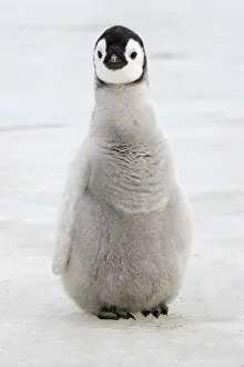 Emperor penguin (Aptenodytes forsteri), chick on ice, Snow hill Island, Antarctic