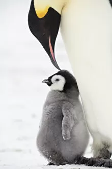 Emperor penguin (Aptenodytes forsteri) feeding chick, Weddell Sea, Antarctica