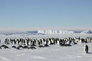 Sue Flood Gallery: Emperor penguin (Aptenodytes forsteri) wide angle view of colony. Gould Bay, Weddell Sea