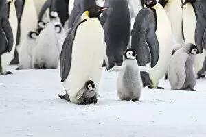 Sue Flood Gallery: Emperor penguin (Aptenodytes forsteri) chick on feet of adult, with older chick nearby