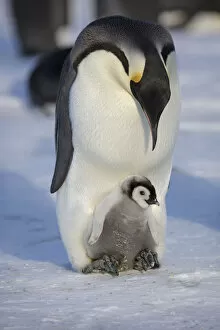 Sue Flood Gallery: Emperor penguin (Aptenodytes forsteri) adult with young chick, Gould Bay, Weddell Sea