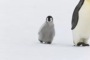 Sue Flood Gallery: Emperor penguin (Aptenodytes forsteri) with young chick, Snow Hill Island rookery, Antarctica