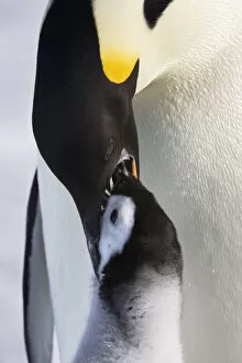 Images Dated 14th October 2008: Emperor penguin (Aptenodytes forsteri) feeding young chick, Snow Hill Island rookery, Antarctica