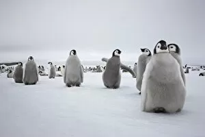 Sue Flood Gallery: Emperor penguin (Aptenodytes forsteri) chicks in creche at Snow Hill Island rookery