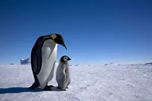 Sue Flood Gallery: Emperor penguin (Aptenodytes forsteri) with young chick at Snow Hill Island rookery