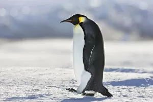 Sue Flood Gallery: Emperor penguin (Aptenodytes forsteri) walking at Cape Colbeck, Ross Sea, Antarctica