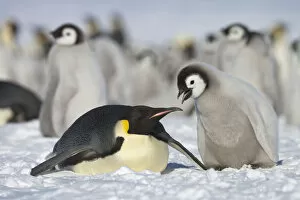 Sue Flood Gallery: Emperor penguin (Aptenodytes forsteri) parent with chick begging for food at Snow