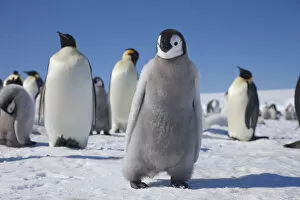 Sue Flood Gallery: Emperor penguin (Aptenodytes forsteri) chick at Snow Hill Island rookery, Weddell Sea, Antarctica