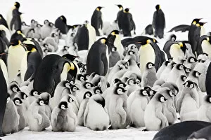 Sue Flood Gallery: Emperor penguin (Aptenodytes forsteri) adults with young chicks at Snow Hill Island rookery