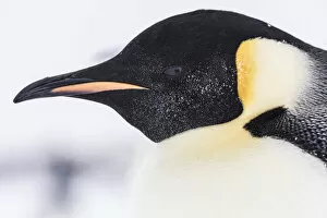 Sue Flood Gallery: Emperor Penguin (Aptenodytes forsteri) close up detail of head of adult, Gould Bay