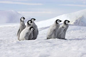 Aptenodytes Forsteri Gallery: Emperor penguin (Aptenodytes forsteri), Chicks on ice, Snow Hill Island, Antarctic