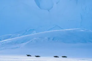 Images Dated 21st April 2015: Emperor penguin (Aptenodytes forsteri) tobogganing, Amanda Bay, Prydz Bay, Ingrid