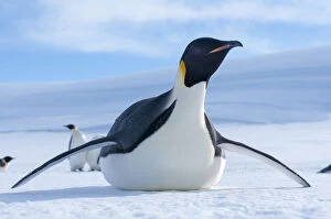 Antarctica Gallery: Emperor penguin (Aptenodytes forsteri) tobogganing, Amanda Bay, Prydz Bay, Ingrid