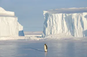 Images Dated 21st April 2015: Emperor penguin (Aptenodytes forsteri), Amanda Bay, Prydz Bay, Ingrid Christensen Coast