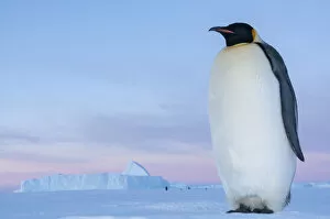Images Dated 21st April 2015: Emperor penguin (Aptenodytes forsteri), Amanda Bay, Prydz Bay, Ingrid Christensen Coast