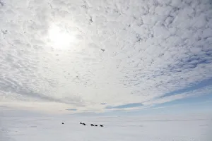Emperor penguin (Aptenodytes forsteri) adult penguins tobagganing along on their