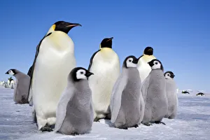 Groups Prints: Emperor penguin (Aptenodytes forsteri) adults and chicks, Snow Hill Island rookery