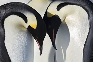 Emperor penguin (Aptenodytes forsteri) adults leaning over young chicks, Gould Bay