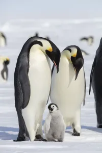 Sue Flood Prints: Emperor penguin (Aptenodytes forsteri) two adults with young chick, Gould Bay, Weddell Sea