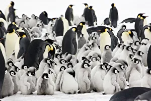 Emperor penguin (Aptenodytes forsteri) adults with young chicks at Snow Hill Island rookery