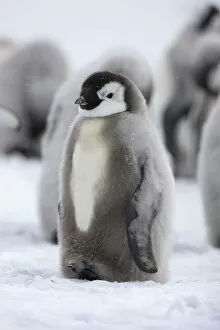 Images Dated 24th December 2009: Emperor penguin (Aptenodytes forsteri) chick, Ross Sea, Antarctica