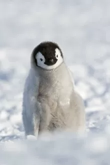 Sue Flood Gallery: Emperor penguin (Aptenodytes forsteri) chick, Snow Hill Island rookery, Weddell Sea