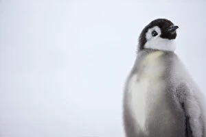Sue Flood Gallery: Emperor penguin (Aptenodytes forsteri) chick, Ross Sea, Antarctica