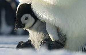 Penguins Collection: Emperor penguin {Aptenodytes forsteri} chick emerging from brood chamber on adults feet