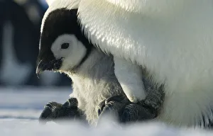 Emperor penguin {Aptenodytes forsteri} chick emerging from brood chamber on adults feet