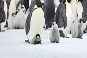 Emperor penguin (Aptenodytes forsteri) chick on feet of adult, with older chick nearby