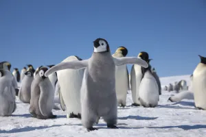 Sue Flood Prints: Emperor penguin (Aptenodytes forsteri) chick flapping wings, Snow Hill Island rookery