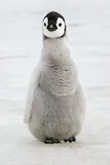 Antarctic Peninsula Gallery: Emperor penguin (Aptenodytes forsteri), chick on ice, Snow hill Island, Antarctic