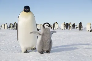 Sue Flood Prints: Emperor penguin (Aptenodytes forsteri) chick stretching wings, Gould Bay, Weddell Sea