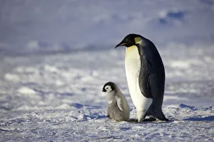 Emperor penguin (Aptenodytes forsteri) chick walking with parent, Antarctica, September