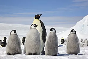 Emperor penguin (Aptenodytes forsteri) four chicks and an adult, Snow Hill Island rookery