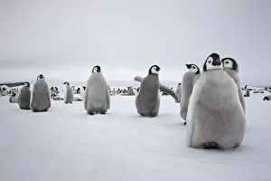Sue Flood Prints: Emperor penguin (Aptenodytes forsteri) chicks in creche at Snow Hill Island rookery