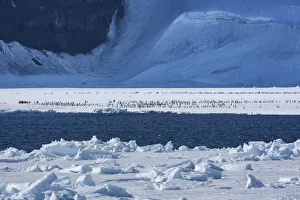 Emperor penguin (Aptenodytes forsteri) chicks on sea ice