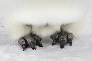 Images Dated 18th November 2016: Emperor penguin (Aptenodytes forsteri) close up of feet, Gould Bay, Weddell Sea