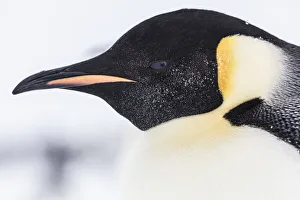 Sue Flood Prints: Emperor Penguin (Aptenodytes forsteri) close up detail of head of adult, Gould Bay