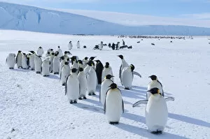 Images Dated 21st April 2015: Emperor penguin (Aptenodytes forsteri) colony, Amanda Bay, Prydz Bay, Ingrid Christensen Coast