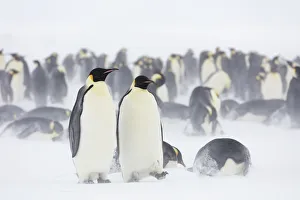 Sue Flood Prints: Emperor penguin (Aptenodytes forsteri) colony in blowing snow and overcast conditions