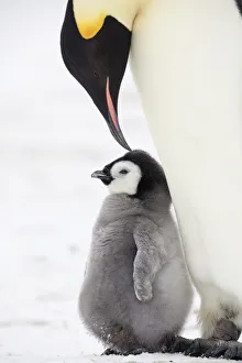 Sue Flood Prints: Emperor penguin (Aptenodytes forsteri) feeding chick, Weddell Sea, Antarctica