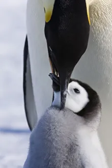 Sue Flood Prints: Emperor penguin (Aptenodytes forsteri) feeding young chick