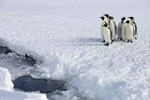 Sue Flood Gallery: Emperor penguin (Aptenodytes forsteri) huddled up, waiting to go into sea, Gould Bay