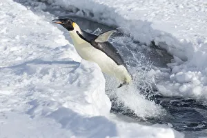 Sue Flood Prints: Emperor penguin (Aptenodytes forsteri) leaping out of the sea, Gould Bay, Weddell Sea