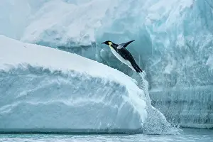 Sphenisciformes Prints: Emperor penguin (Aptenodytes forsteri) leaping from the sea onto ice