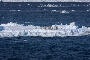 Sue Flood Prints: Emperor penguin (Aptenodytes forsteri) moulting chicks on ice floe, Ross Sea, Antarctica